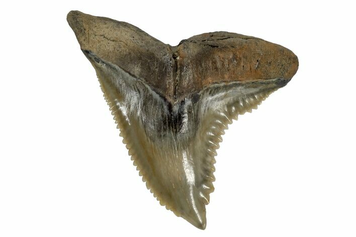 Serrated, Fossil Shark (Hemipristis) Tooth #170425